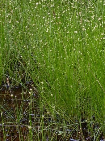 Rhynchospora alba