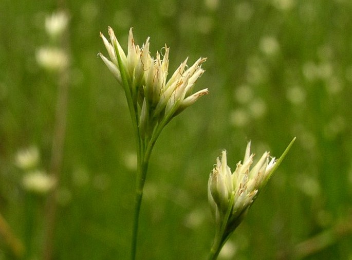 Rhynchospora alba