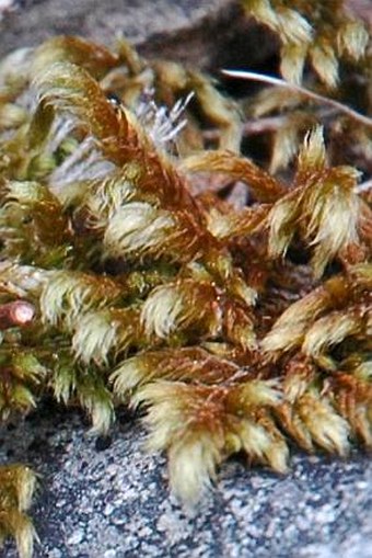 Rhytidium rugosum