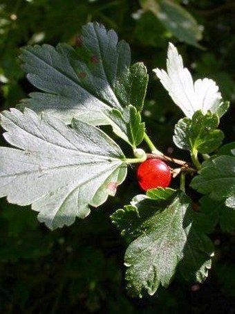 Ribes alpinum