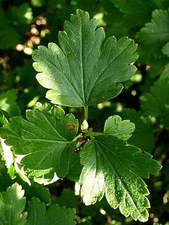 Ribes alpinum