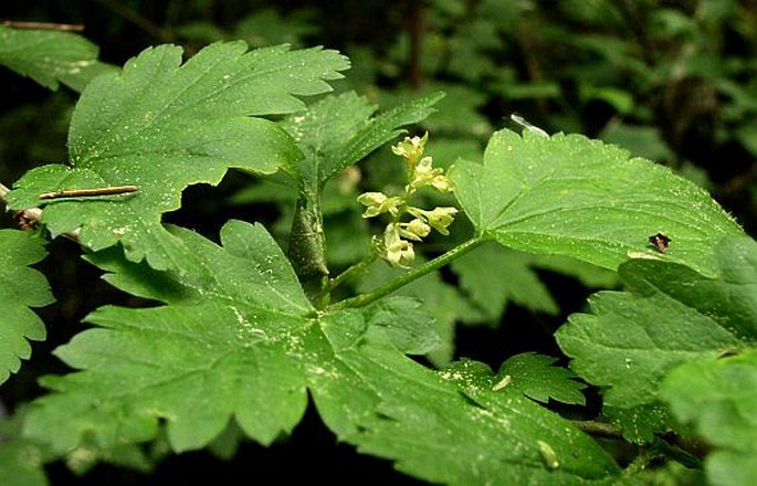 RIBES ALPINUM L. – rybíz alpínský / ríbezľa alpínska