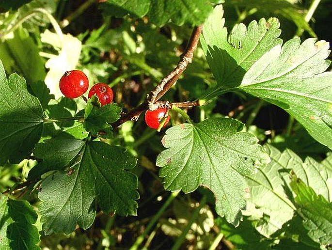 Ribes alpinum