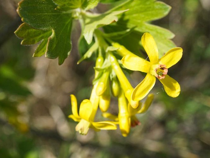 RIBES AUREUM Pursh. – meruzalka zlatá / ríbezľa zlatá