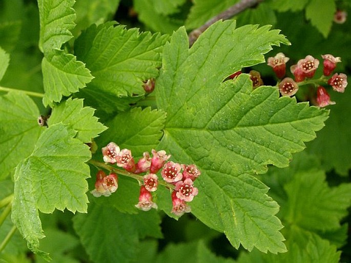 RIBES PETRAEUM Wulfen – rybíz skalní / ríbezľa skalná