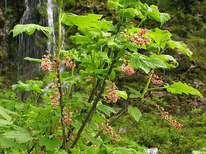 Ribes petraeum