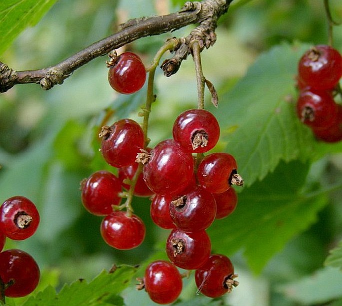 Ribes petraeum