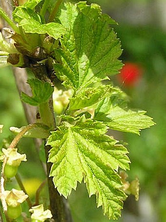 Ribes rubrum