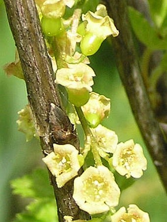 Ribes rubrum