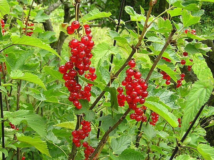 Ribes rubrum