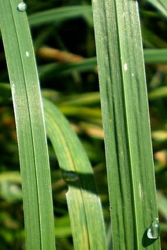 Dactylis glomerata