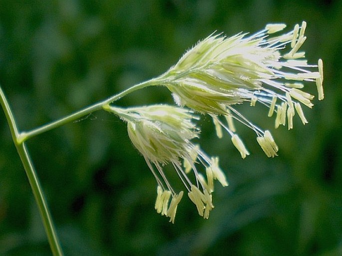 Dactylis glomerata