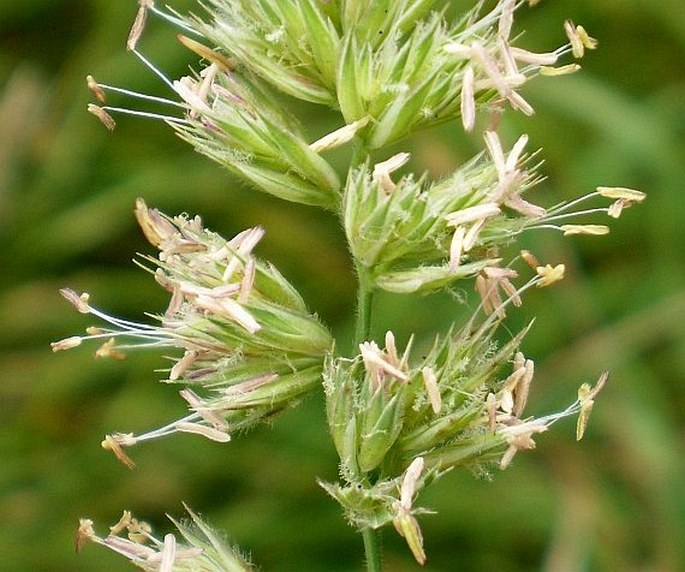 DACTYLIS GLOMERATA L. – srha laločnatá / reznačka laločnatá