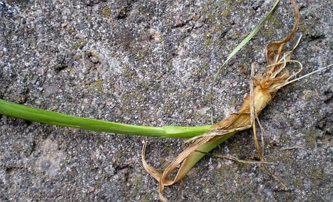 Dactylis glomerata