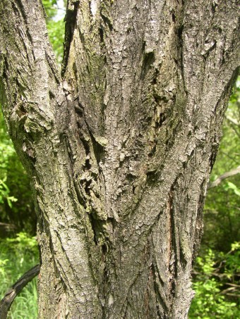 Robinia pseudacacia