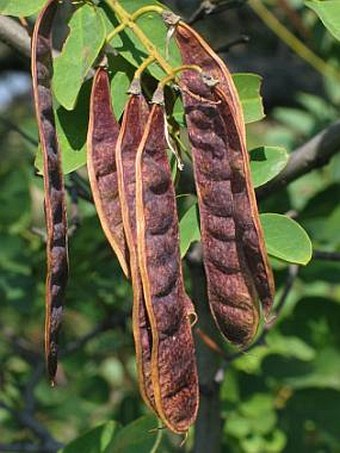 Robinia pseudoacacia