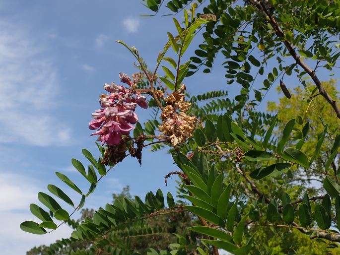 ROBINIA VISCOSA Vent. – trnovník lepkavý / agát