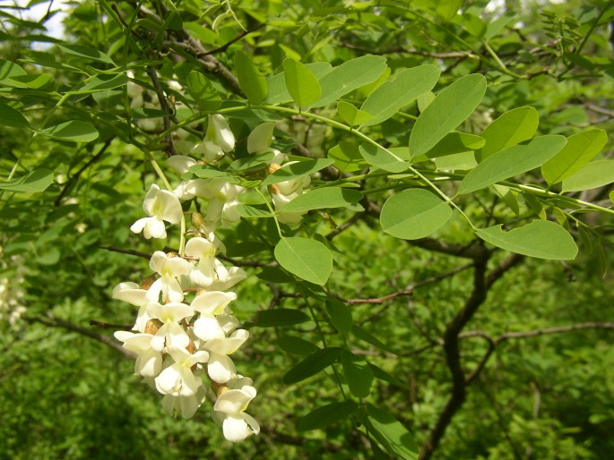 ROBINIA PSEUDACACIA L. – trnovník akát / agát biely