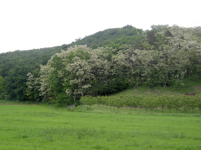 Robinia pseudacacia