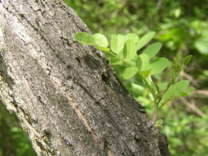 Robinia pseudacacia