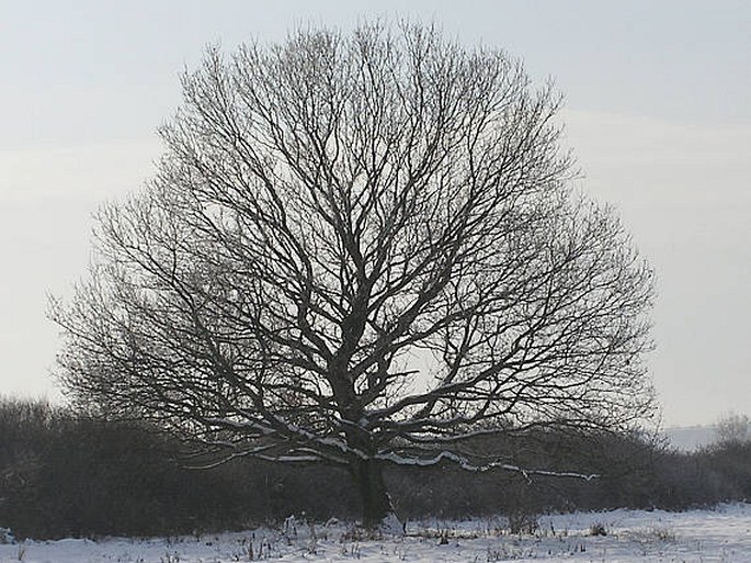 Quercus robur