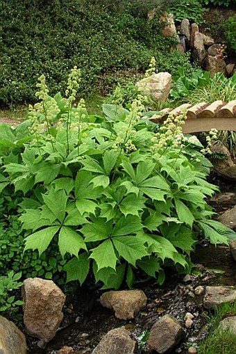 Rodgersia podophylla