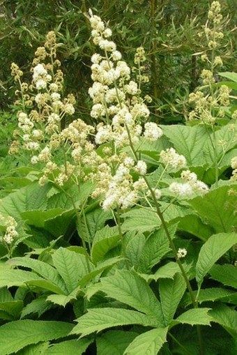 Rodgersia podophylla