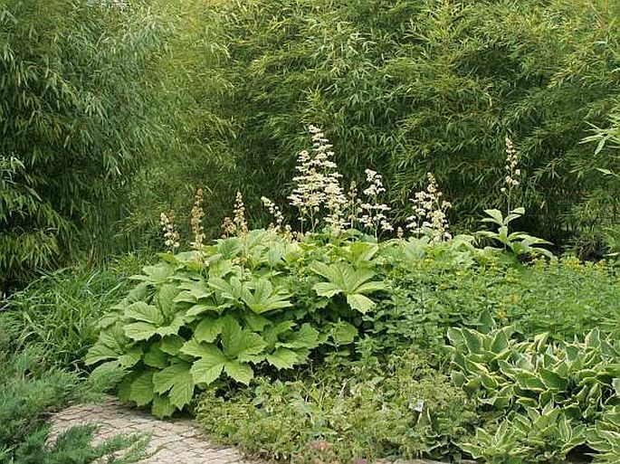 RODGERSIA PODOPHYLLA A. Gray - rodgersie noholistová