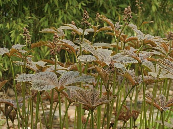 Rodgersia podophylla