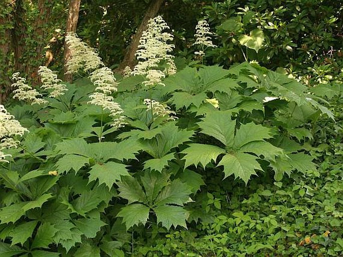 Rodgersia podophylla