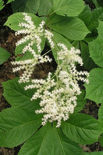 Rodgersia pinnata