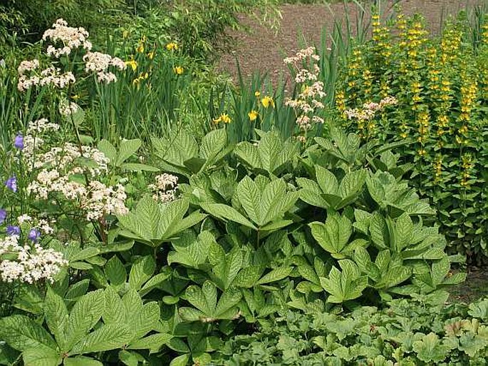 RODGERSIA PINNATA Franchet - rodgersie