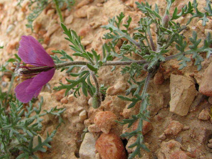 Roemeria hybrida