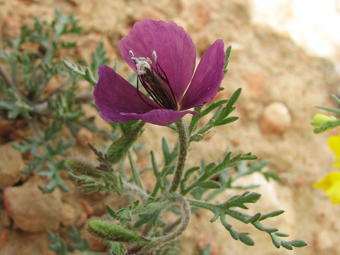 Roemeria hybrida