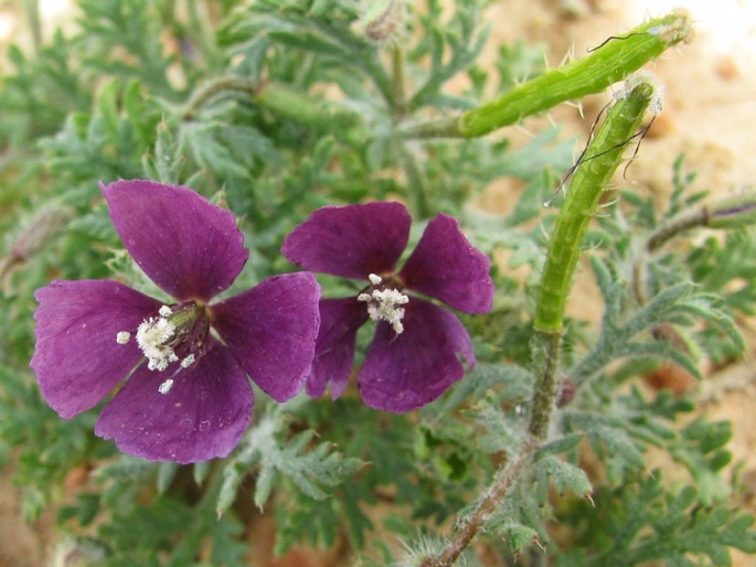 Roemeria hybrida