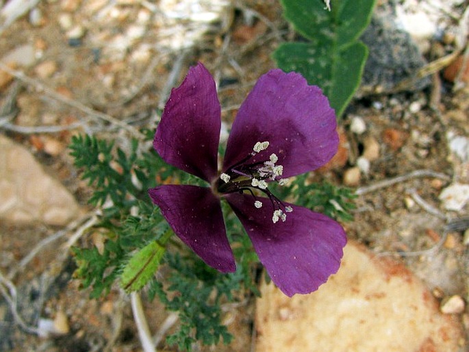 Roemeria hybrida