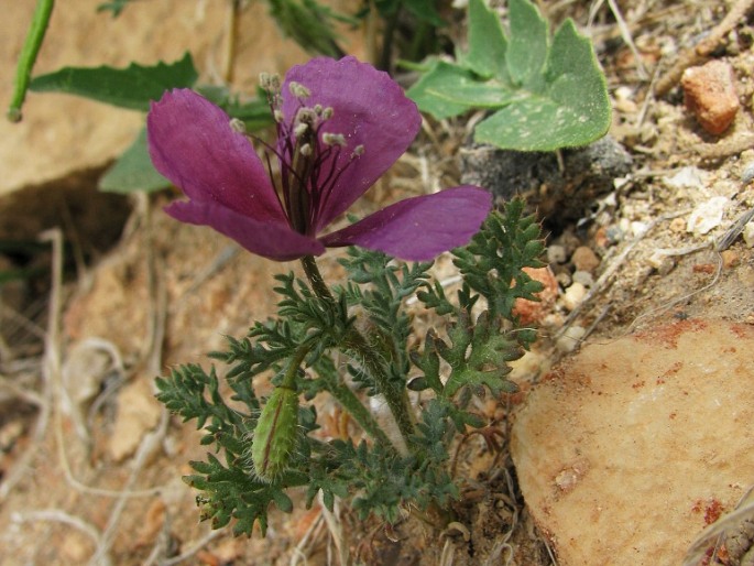 Roemeria hybrida