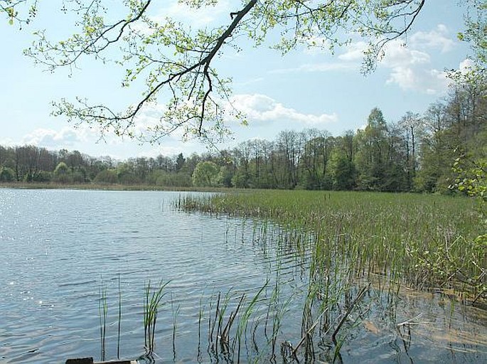 Mlýnský rybník a rybník Rohlík - přírodní památka