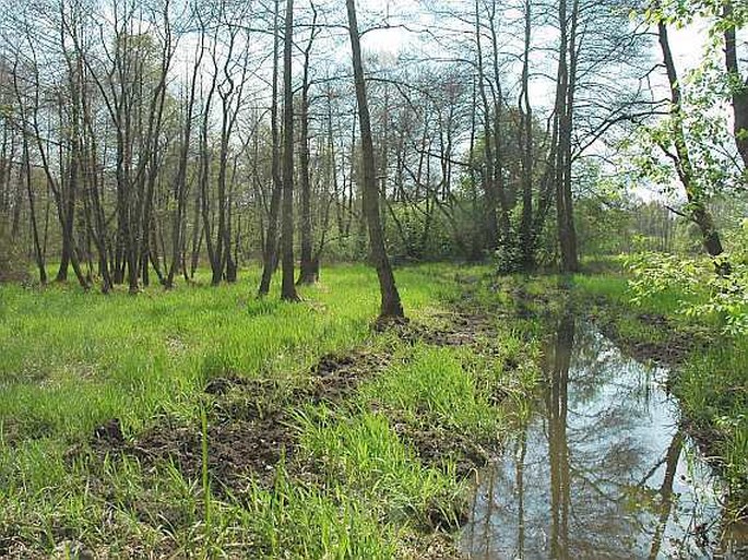 Mlýnský rybník a rybník Rohlík - přírodní památka