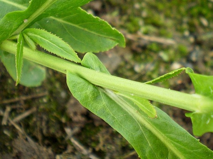 Rorippa austriaca