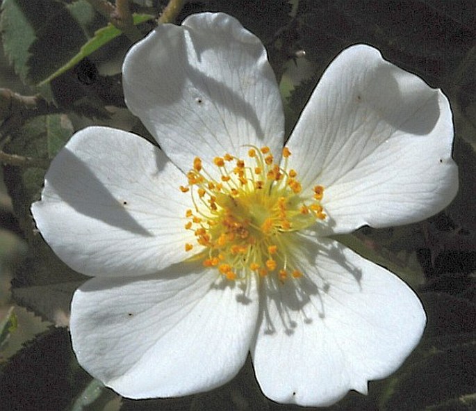 Rosa abyssinica