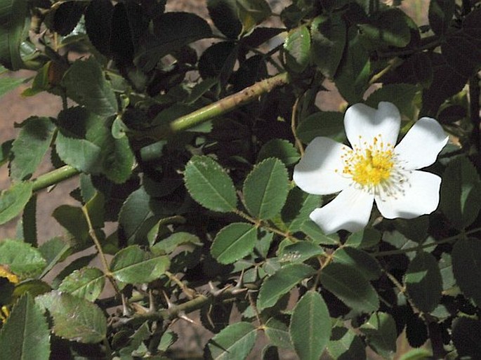 Rosa abyssinica