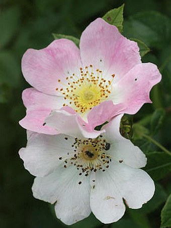 Rosa canina