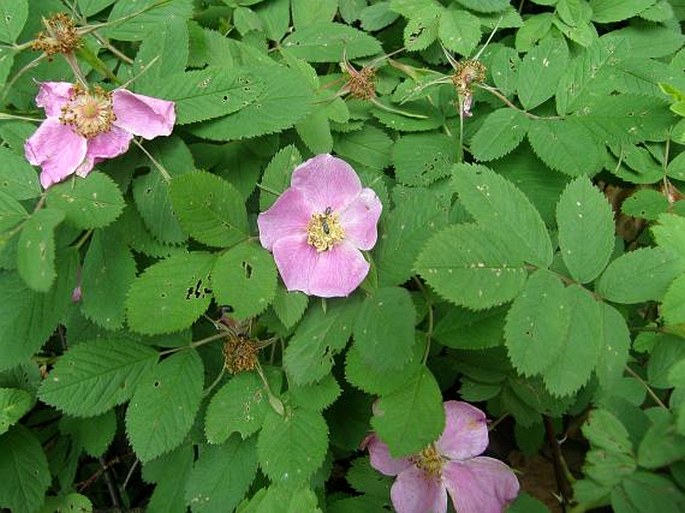 Rosa majalis