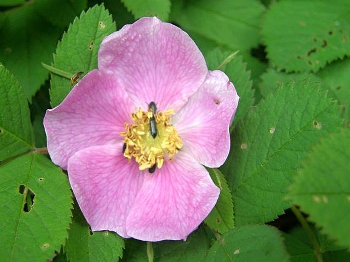 ROSA MAJALIS Herrmann – růže májová / ruža májová