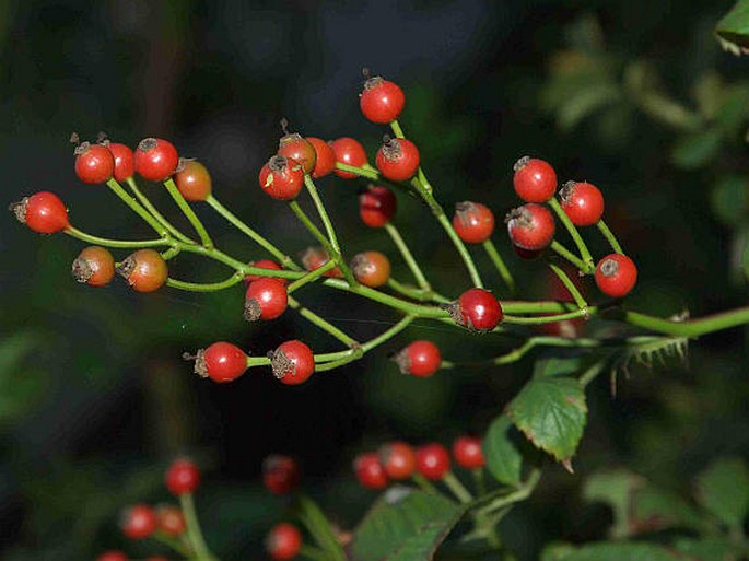 Rosa multiflora