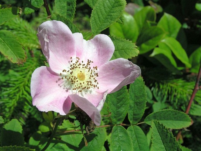 Rosa nutkana