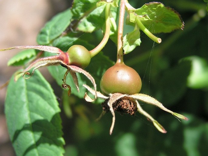 Rosa nutkana