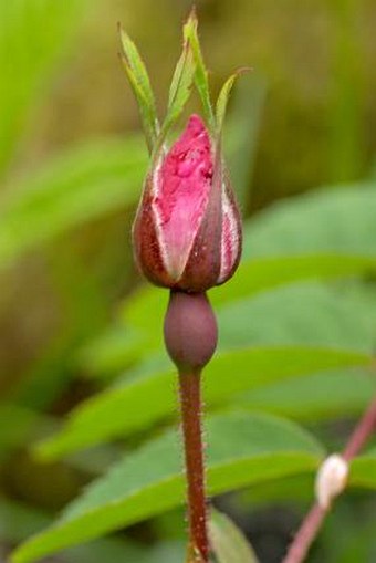 Rosa pendulina