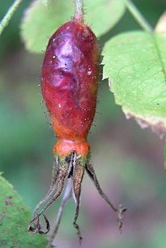 Rosa pendulina